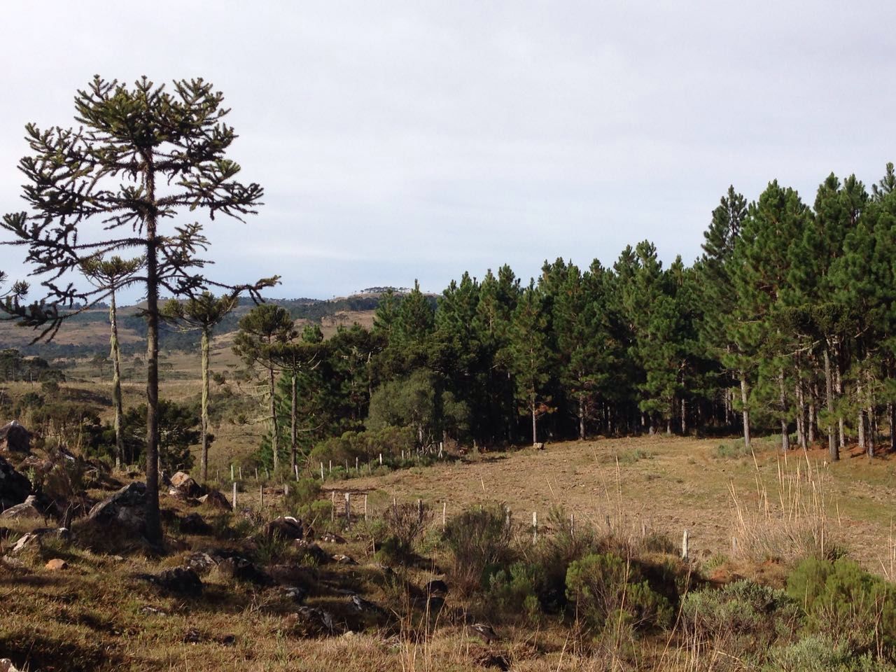 Trees on field against sky