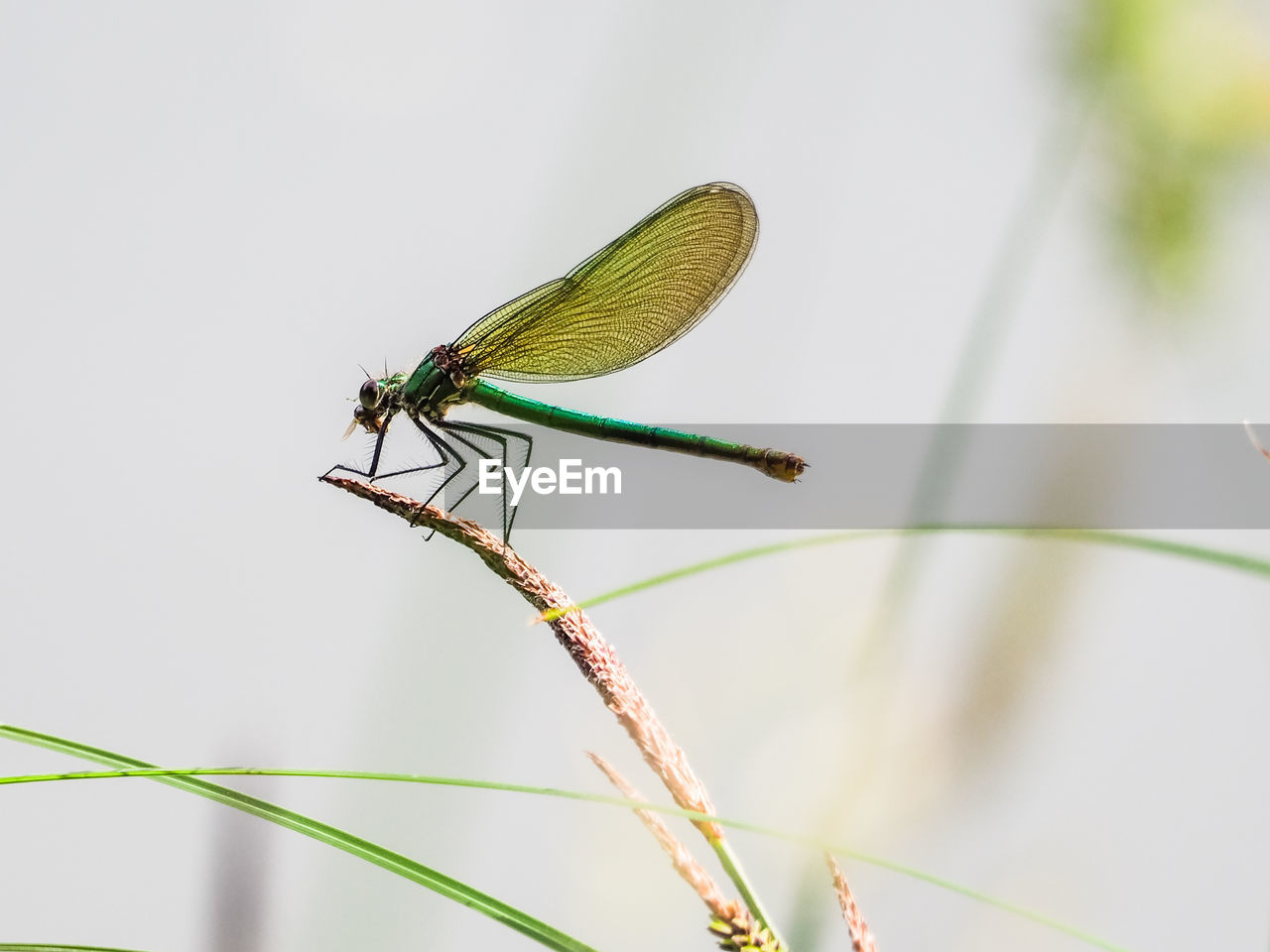 CLOSE-UP OF DRAGONFLY