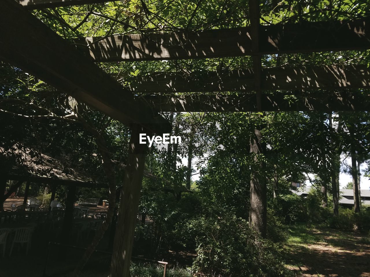 VIEW OF TREES ON FIELD