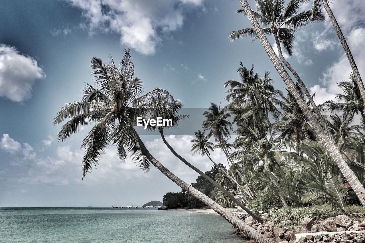 Palm tree by sea against sky