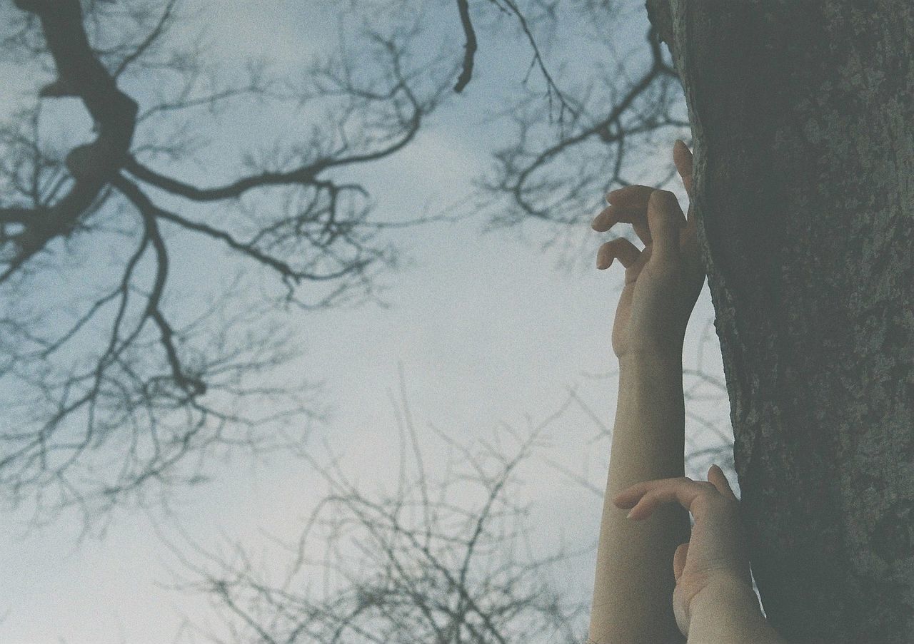 tree, one person, bare tree, plant, nature, branch, tree trunk, trunk, leisure activity, day, adult, lifestyles, outdoors, hand, winter, women, sky, holding, land, spring, person, young adult