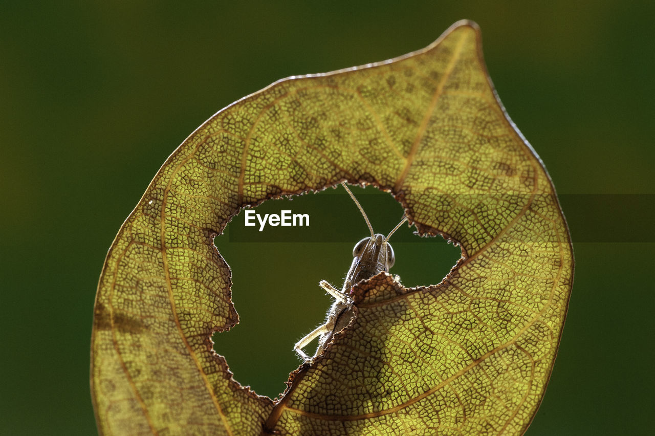 CLOSE-UP OF CATERPILLAR ON LEAF