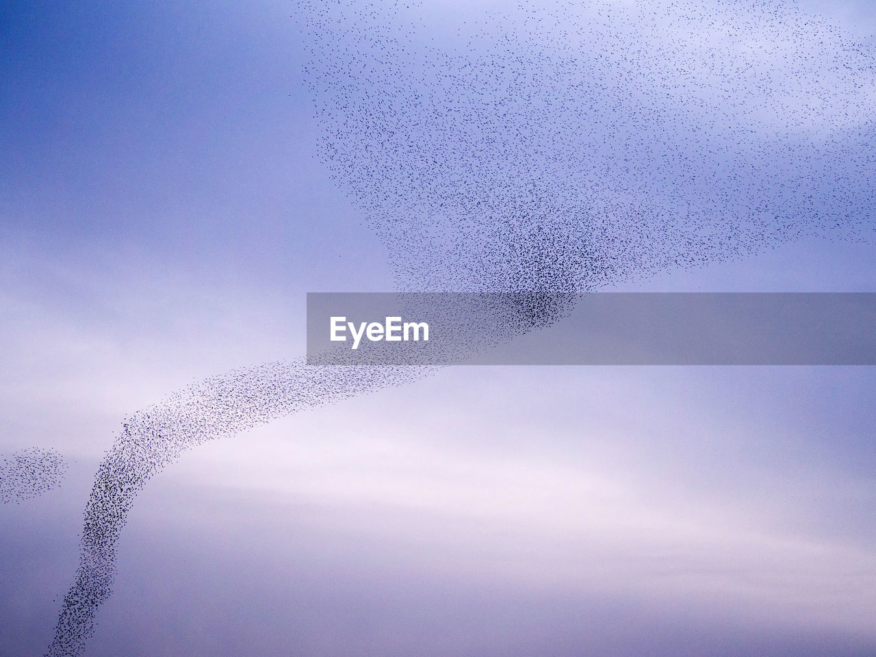 Swarm of insects flying against sky