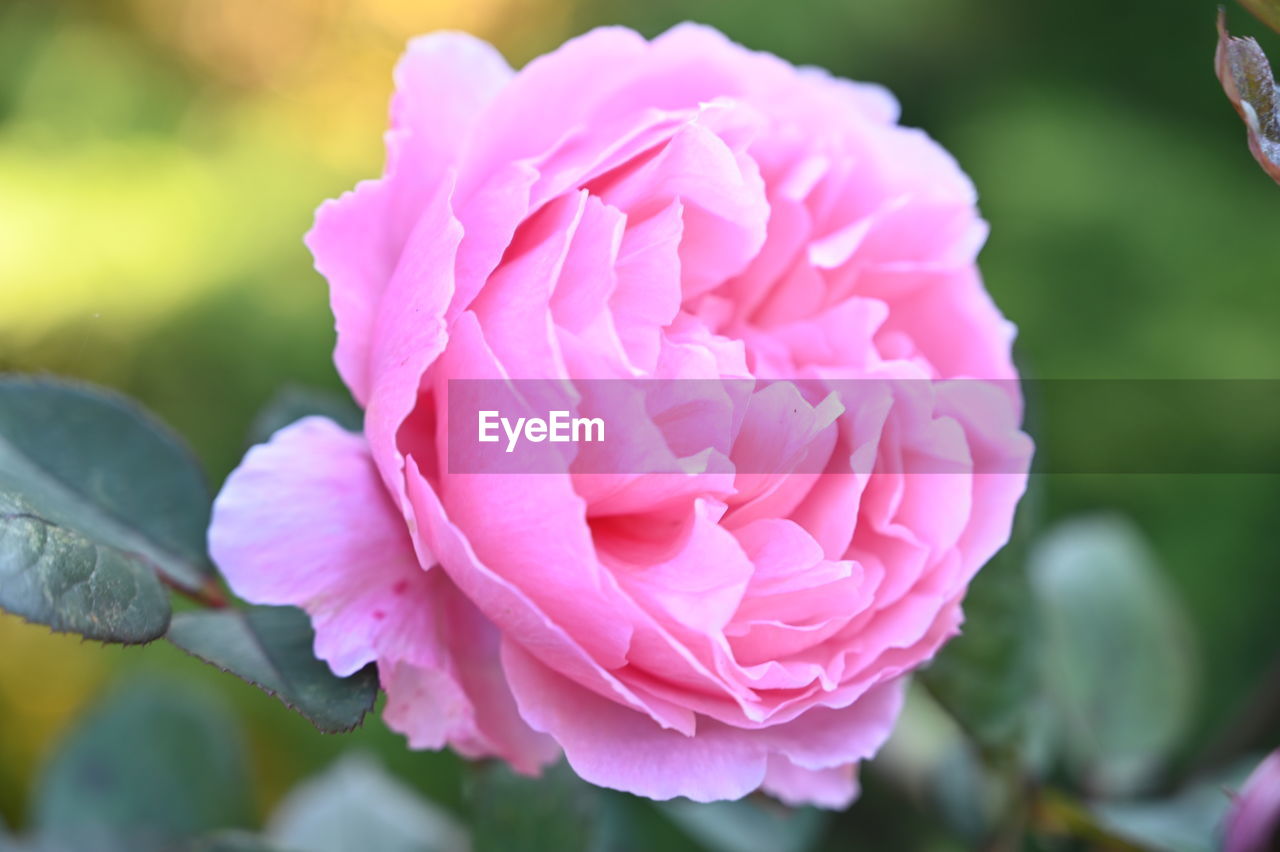 CLOSE-UP OF PINK ROSE PLANT