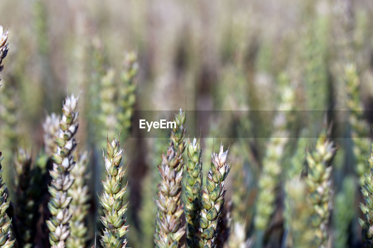 Close-up of fresh plants in field