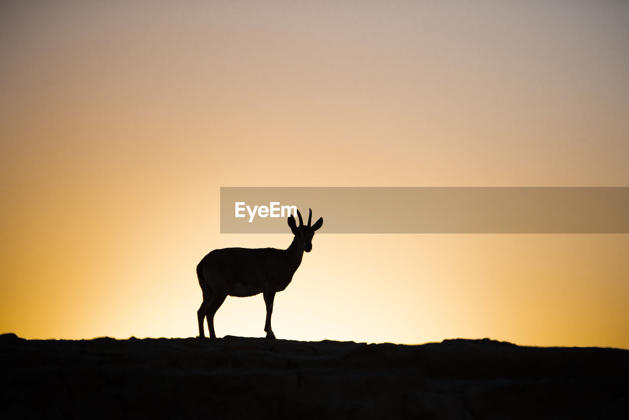 SILHOUETTE OF HORSE ON FIELD AGAINST SKY