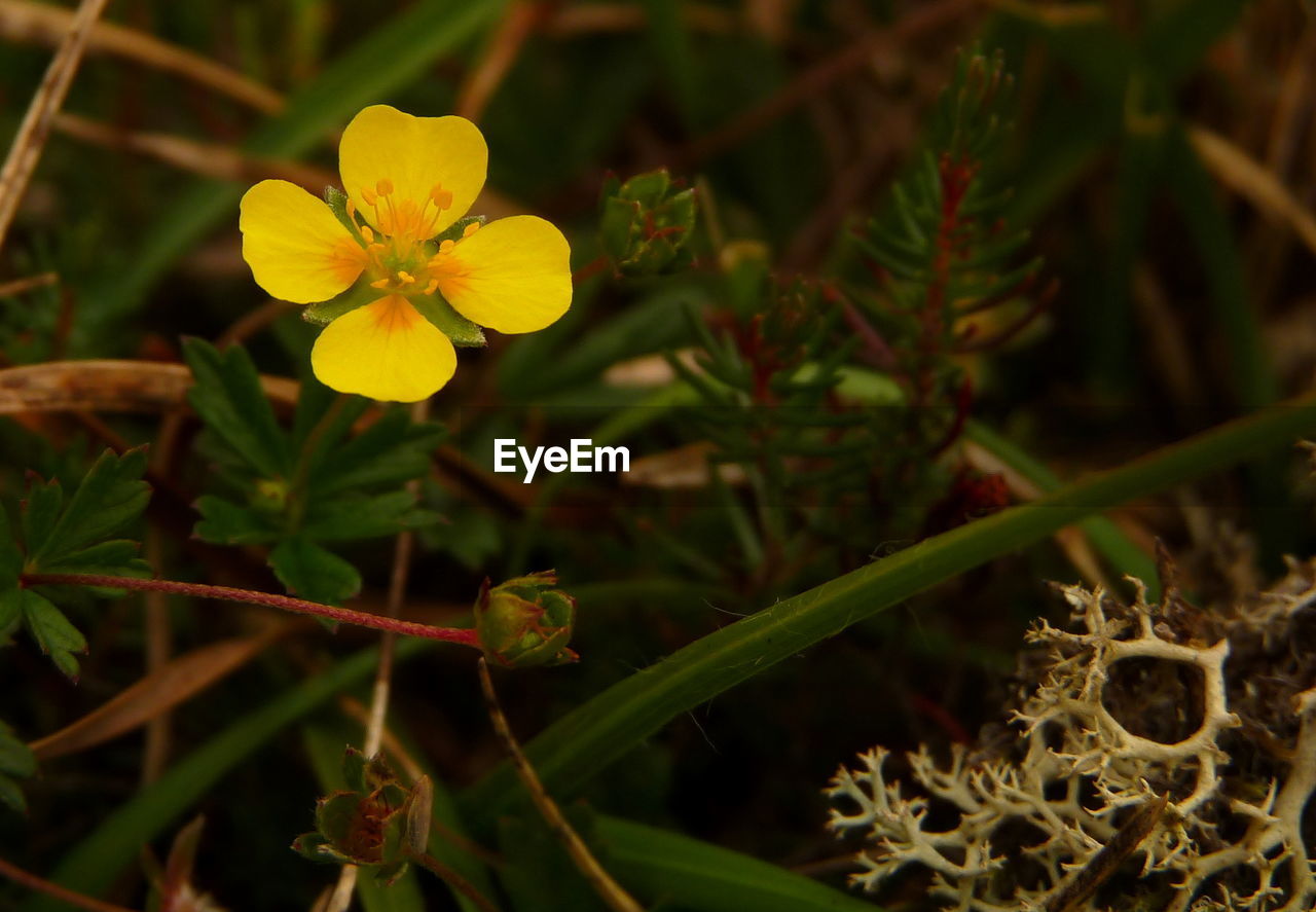 Close-up of yellow flowers