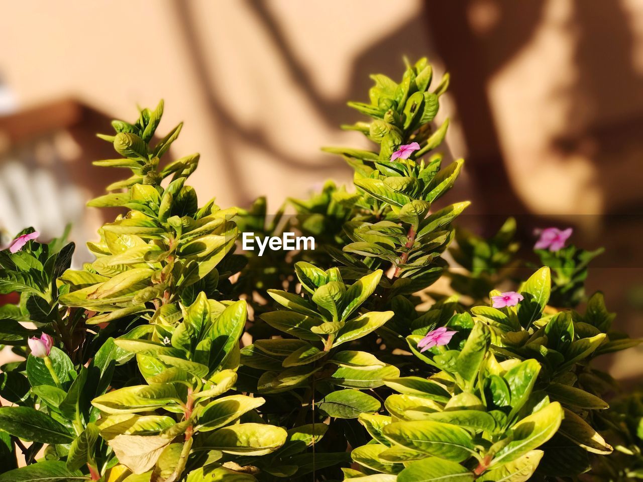 CLOSE-UP OF FRESH GREEN PLANT