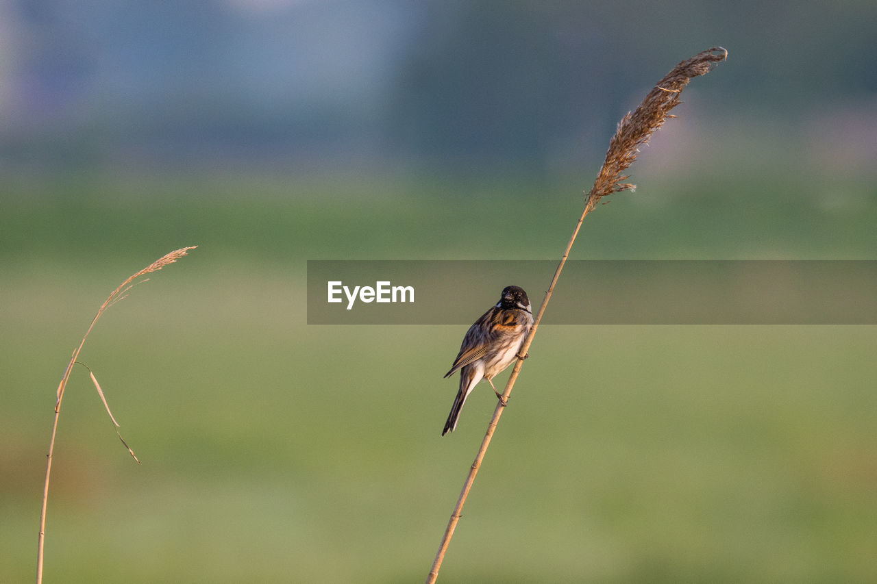 CLOSE-UP OF BIRD PERCHING ON LEAF