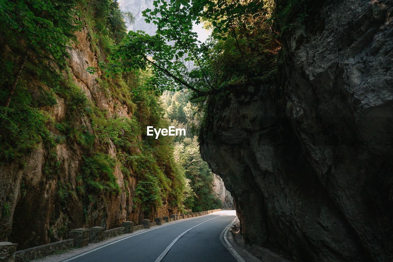 Winding road  amidst canyon and trees