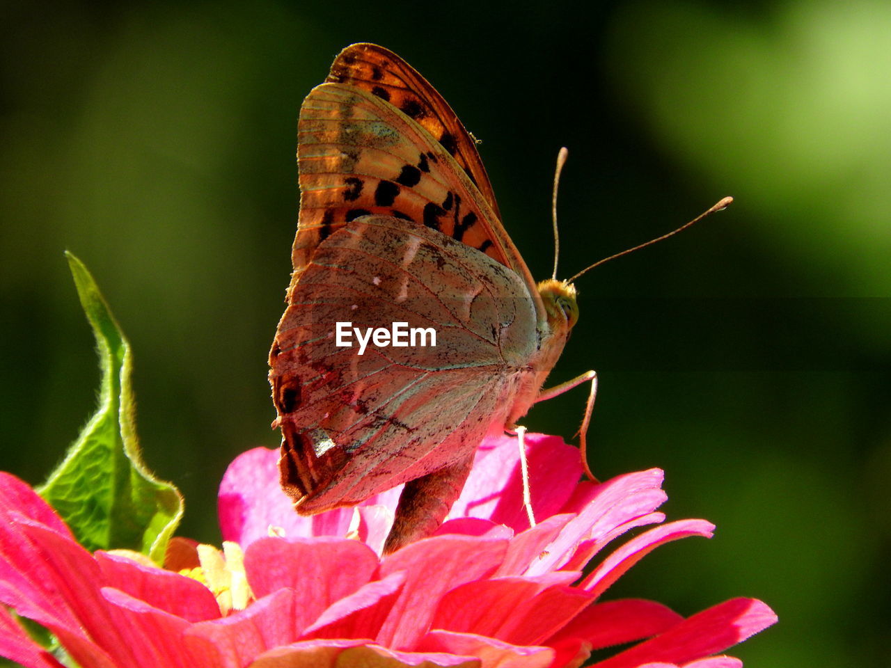 Close-up of butterfly pollinating on flower