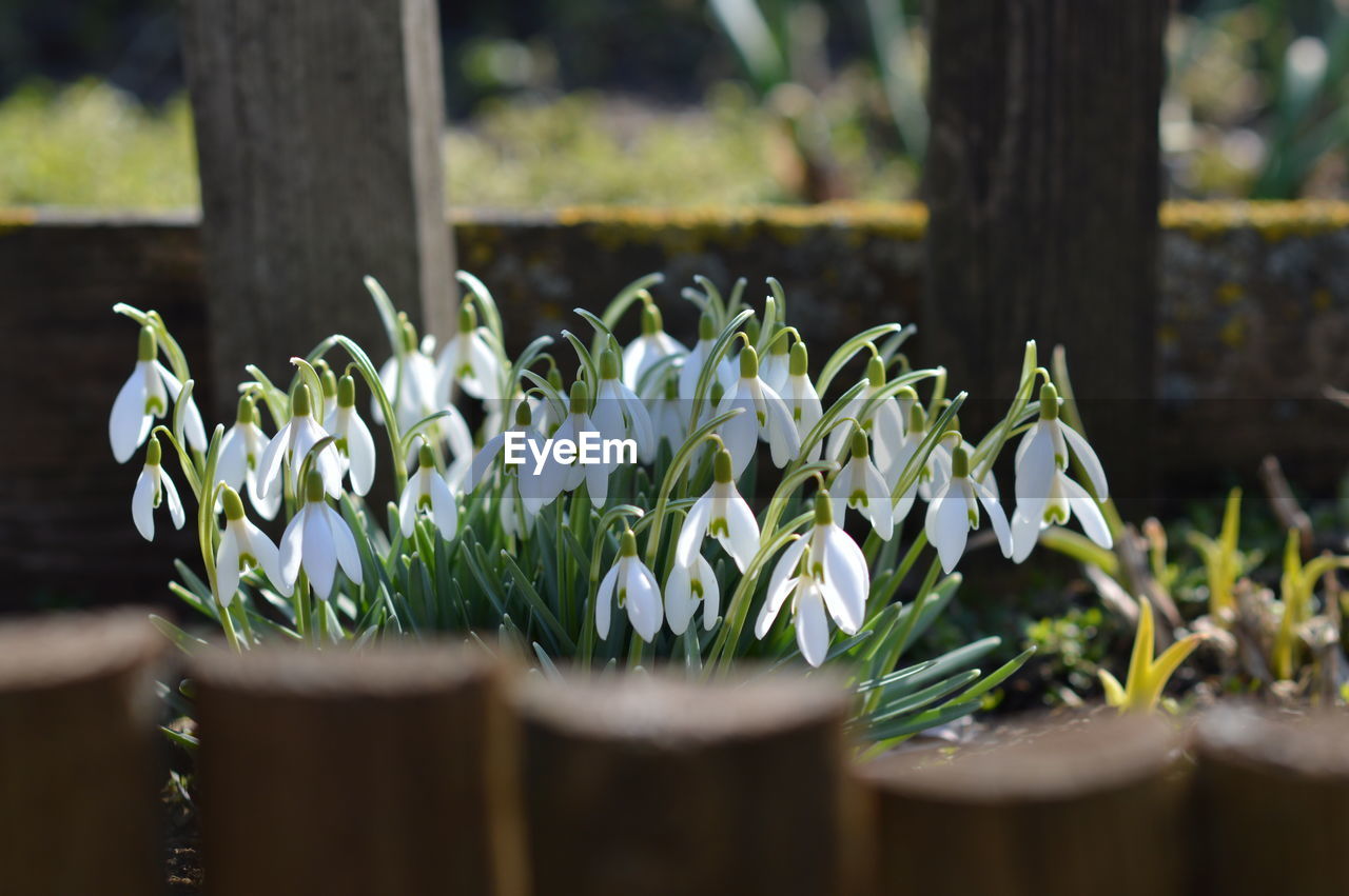 plant, green, flower, flowering plant, nature, growth, beauty in nature, freshness, no people, close-up, spring, snowdrop, selective focus, grass, day, outdoors, yellow, fragility, springtime, leaf, white, wood, plant part, fence, focus on foreground, garden
