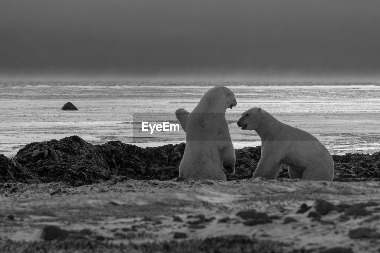 Mono polar bear shows island to another