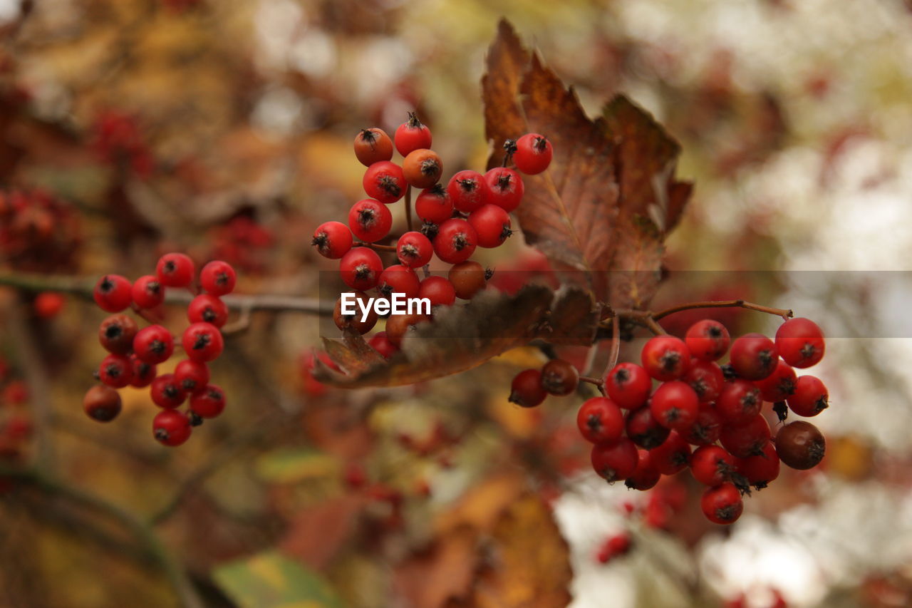 Close-up of red berries on tree. autumn. 