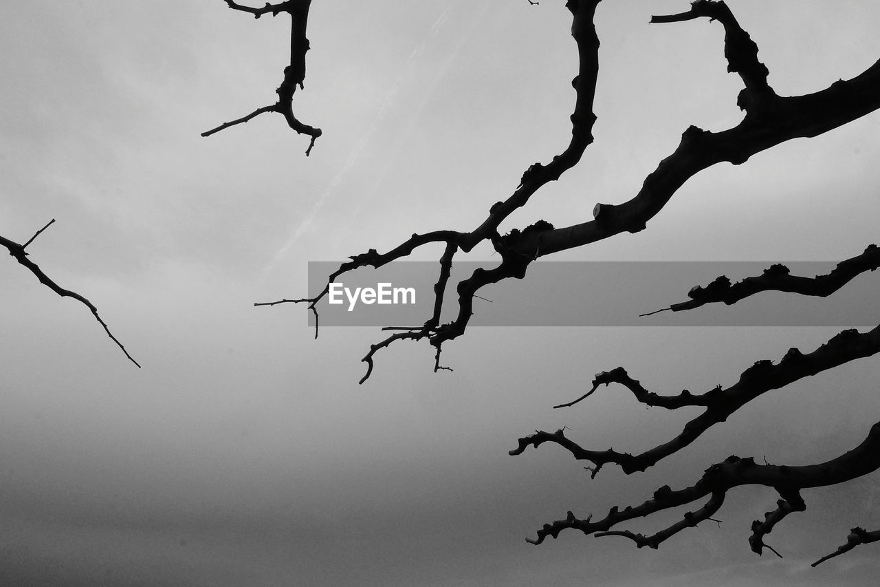 CLOSE-UP LOW ANGLE VIEW OF BRANCH