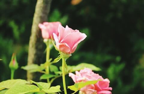 CLOSE-UP OF PINK ROSES