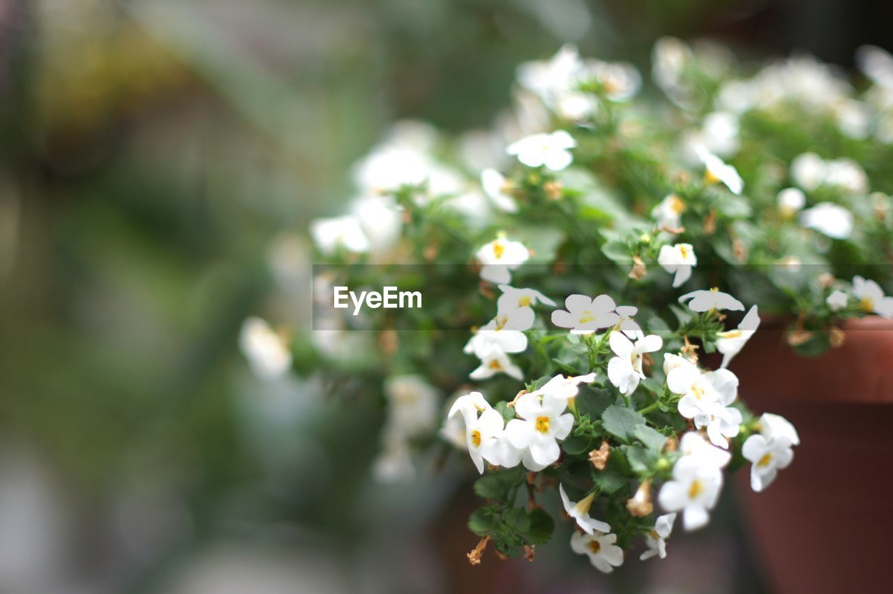 Close-up of white flowering plant