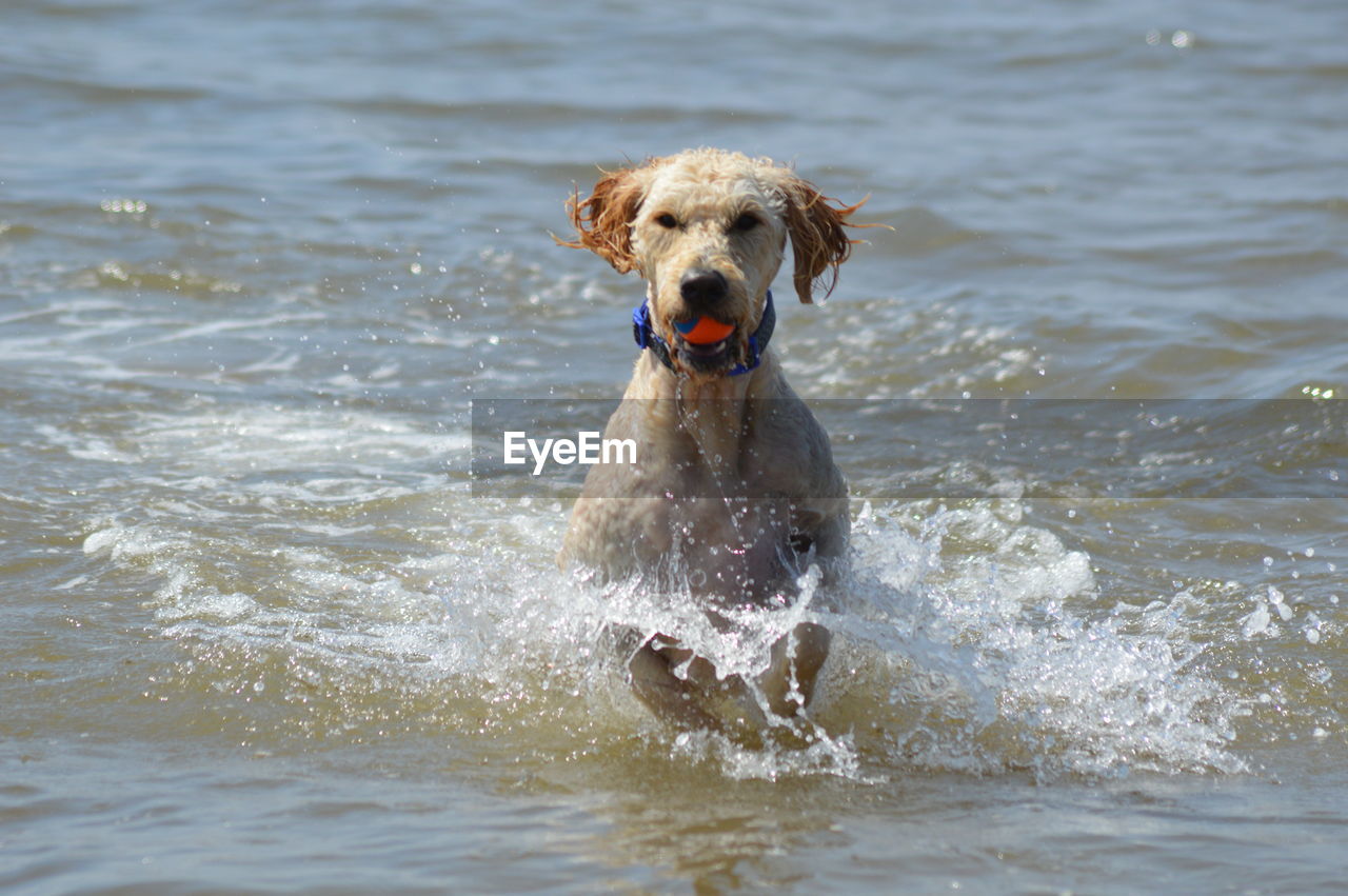 Portrait of dog running in sea