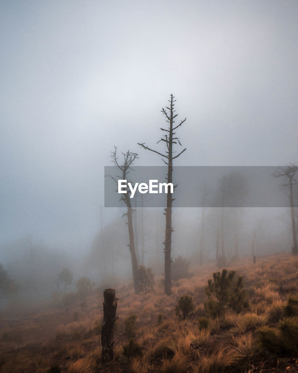 Trees in forest during foggy weather