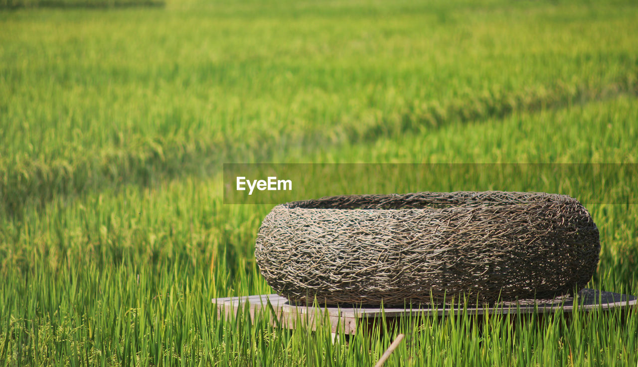 A bird's nest-like seat in the middle of a rice field