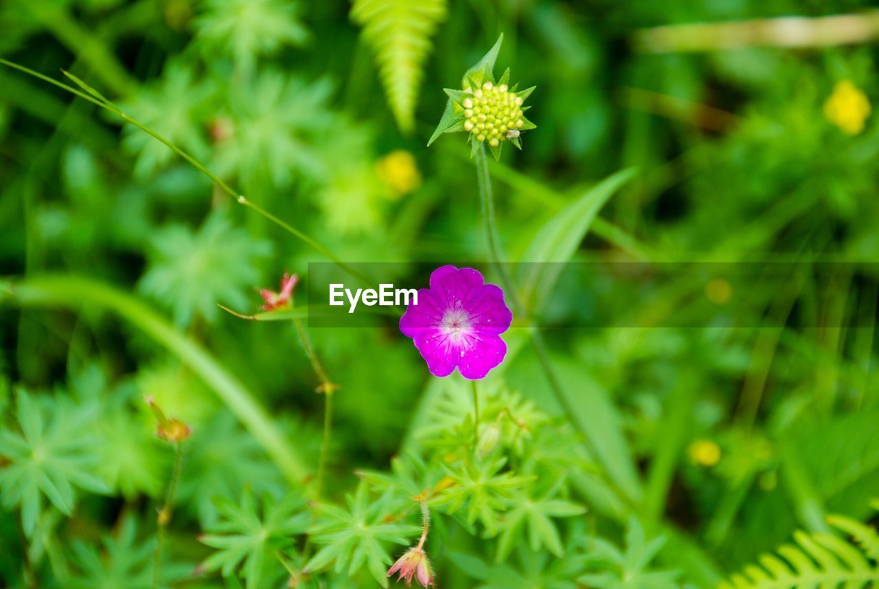 CLOSE-UP OF PINK FLOWER ON PLANT