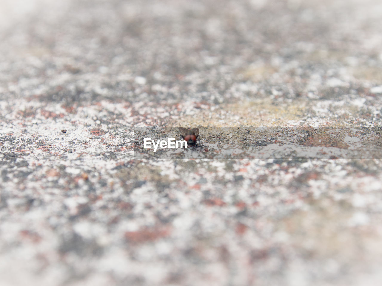 Close-up of housefly on rock