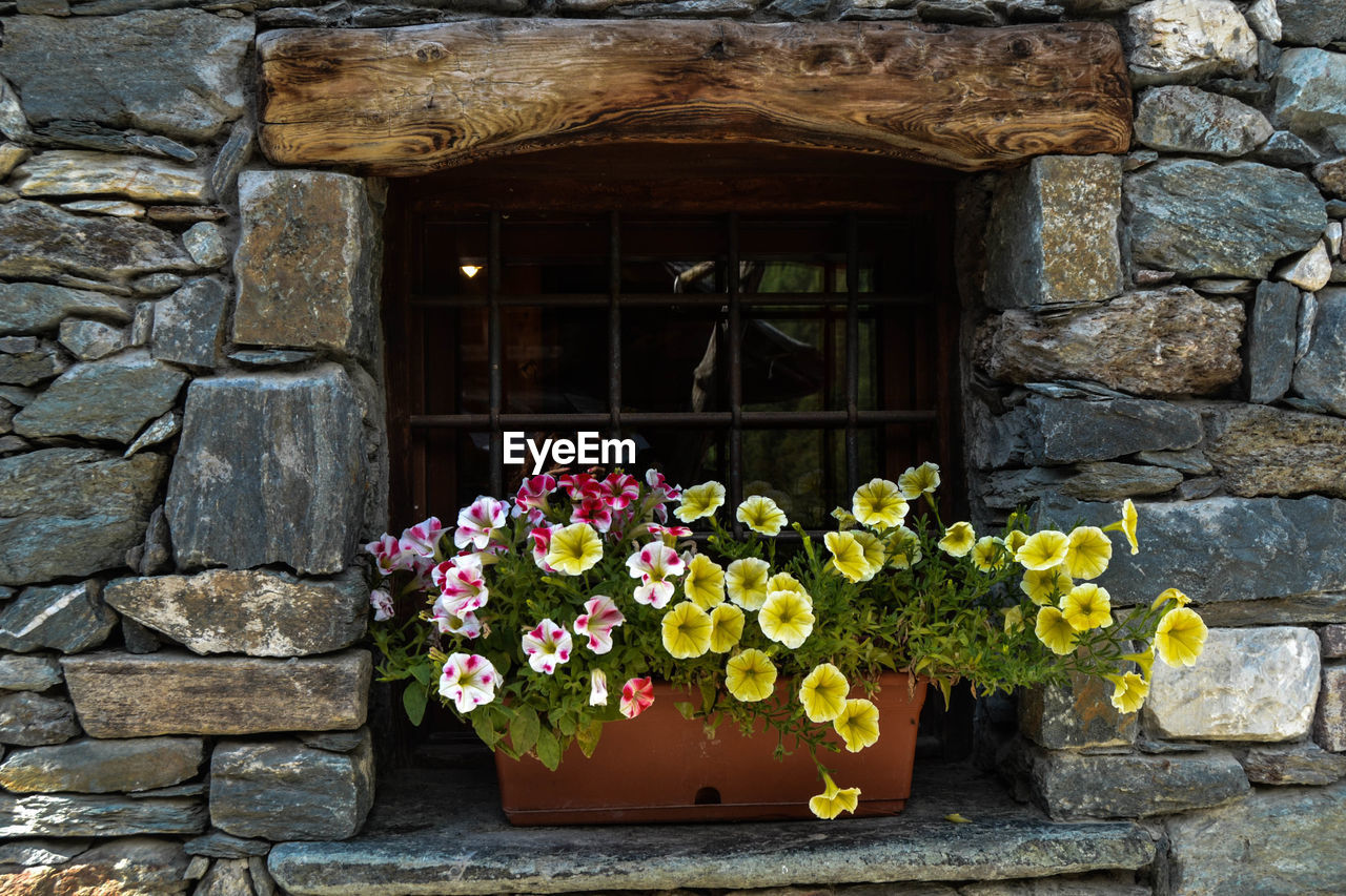 FLOWERS GROWING ON STONE WALL