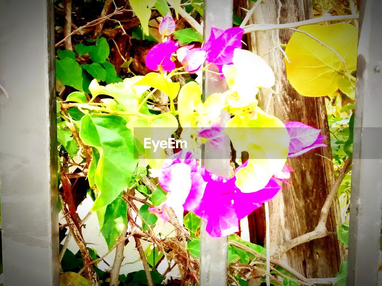 CLOSE-UP OF PURPLE FLOWERS BLOOMING