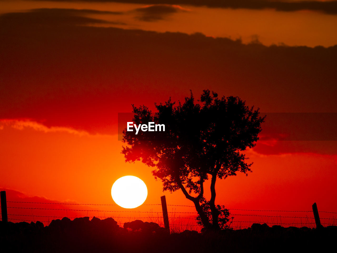 Silhouette tree against orange sky