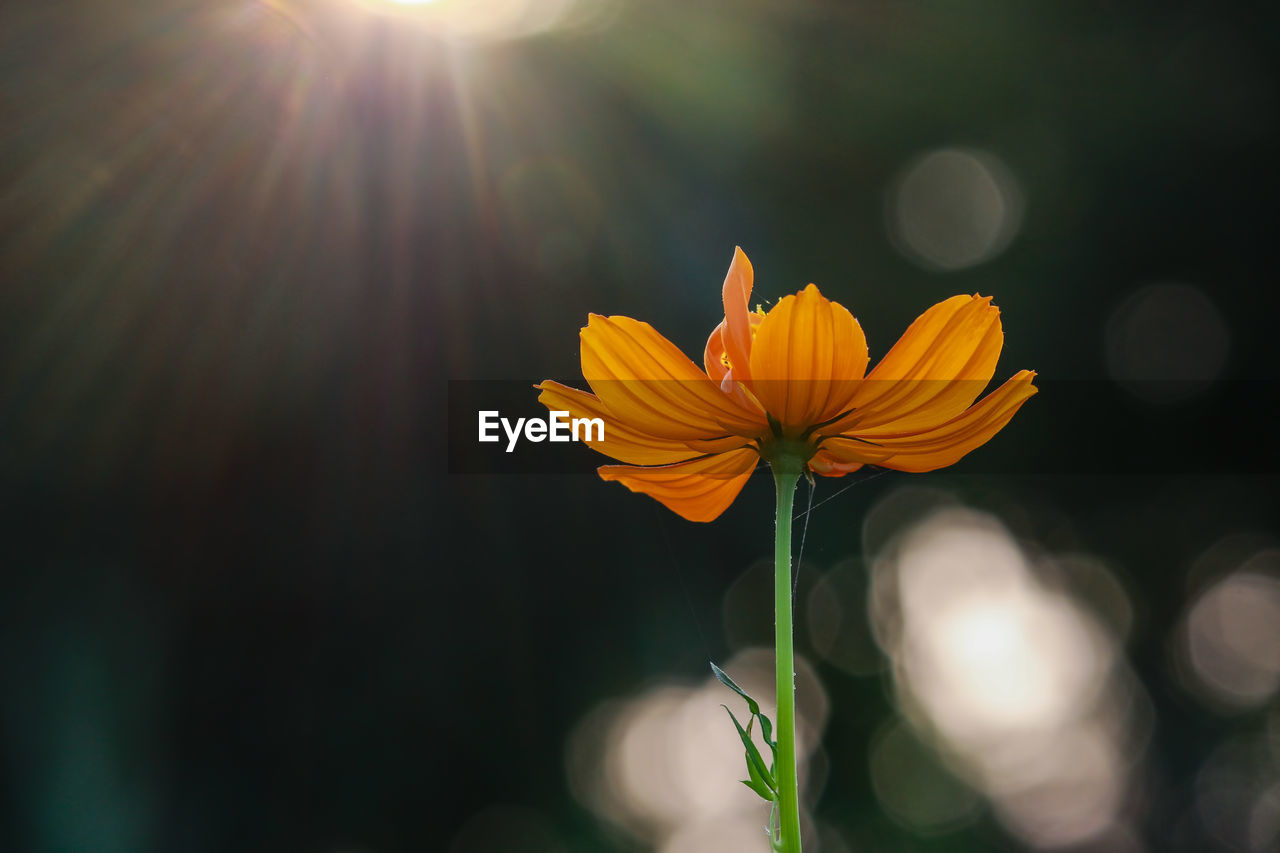 Close-up of yellow flower against blurred background