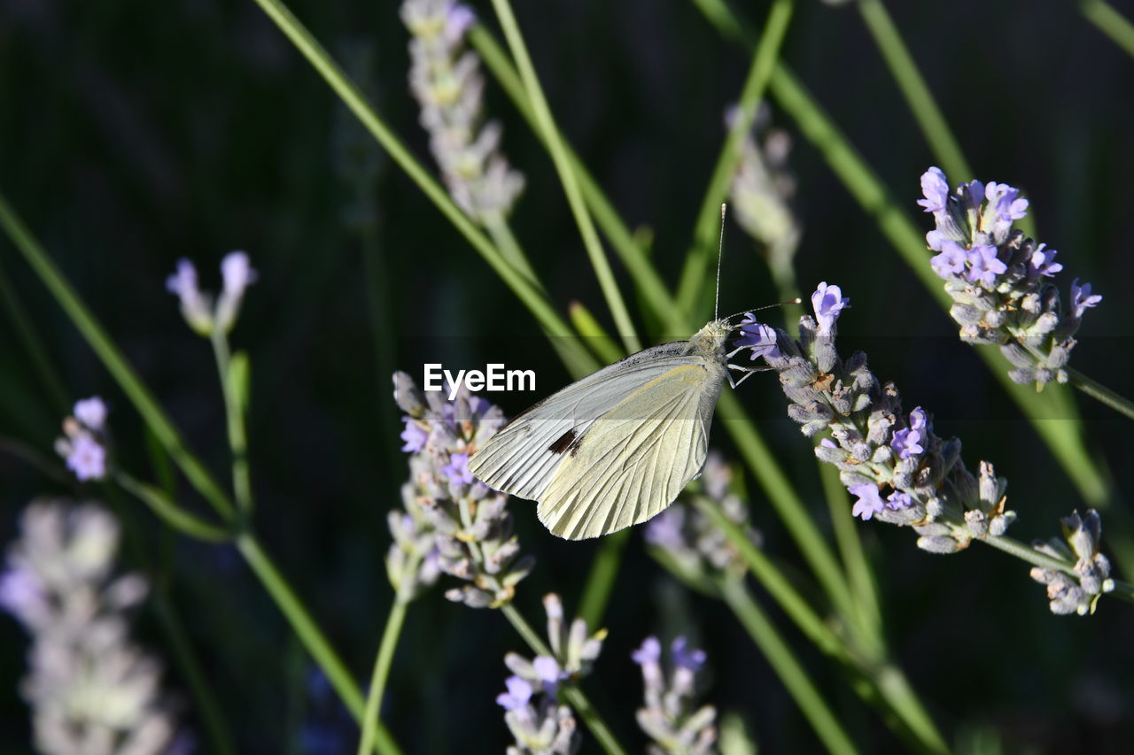 Butterfly in lavender