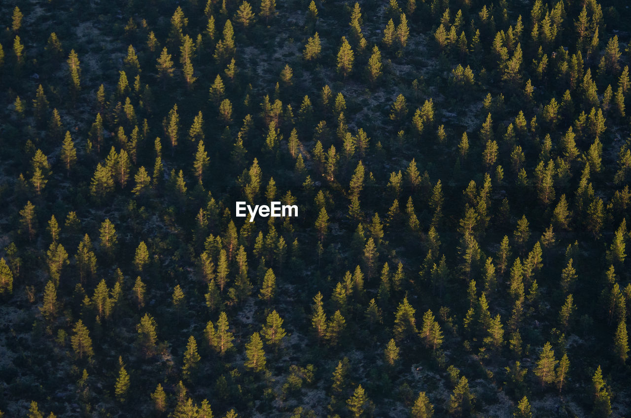 Full frame shot of pine trees