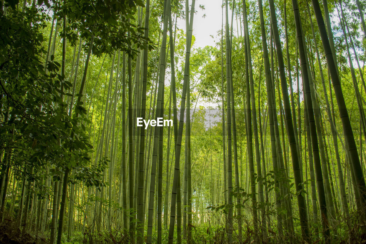 Bamboo plants growing in forest