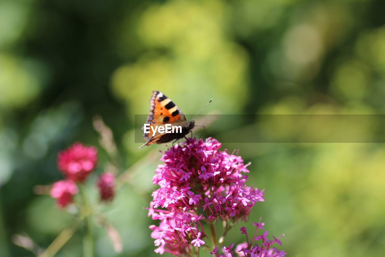 Close-up of butterfly pollinating on purple flower