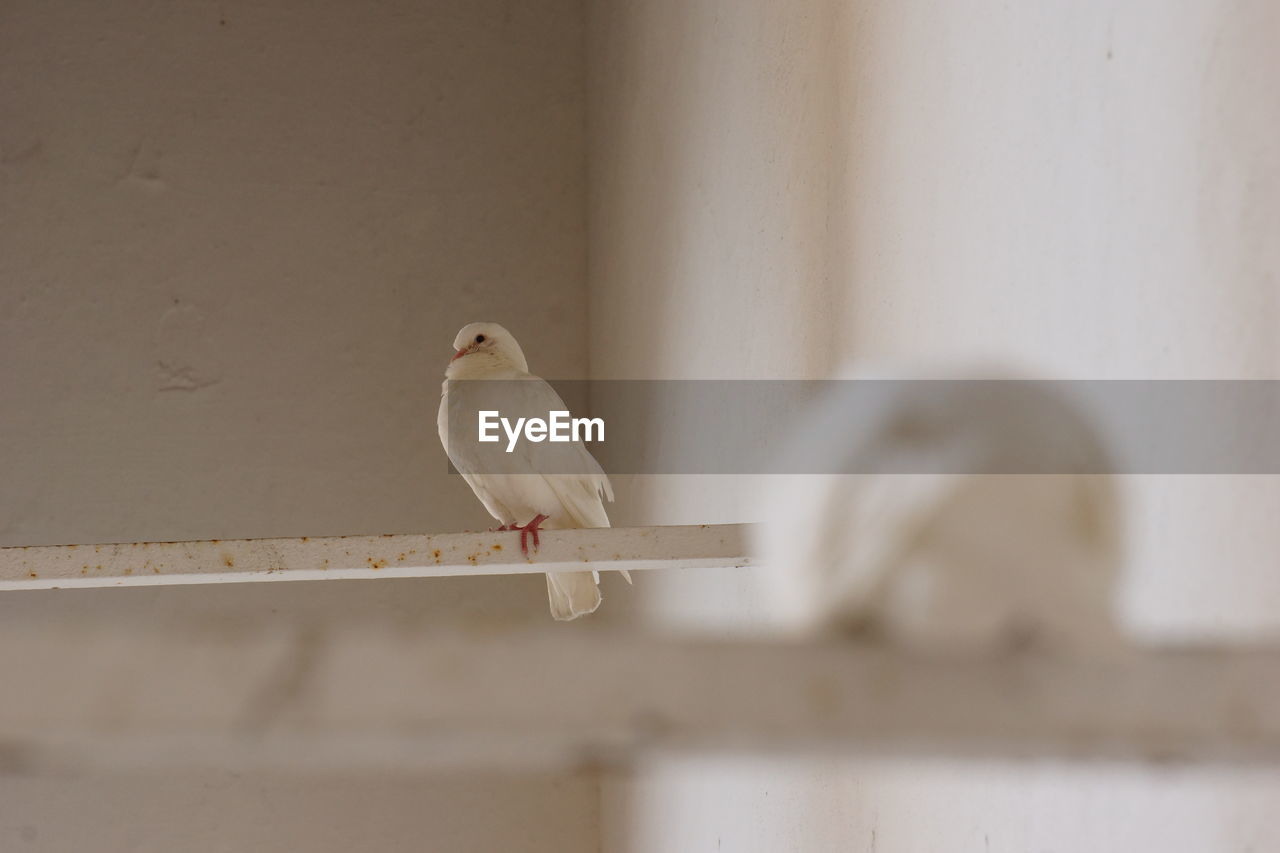 CLOSE-UP OF BIRD PERCHING ON WOOD