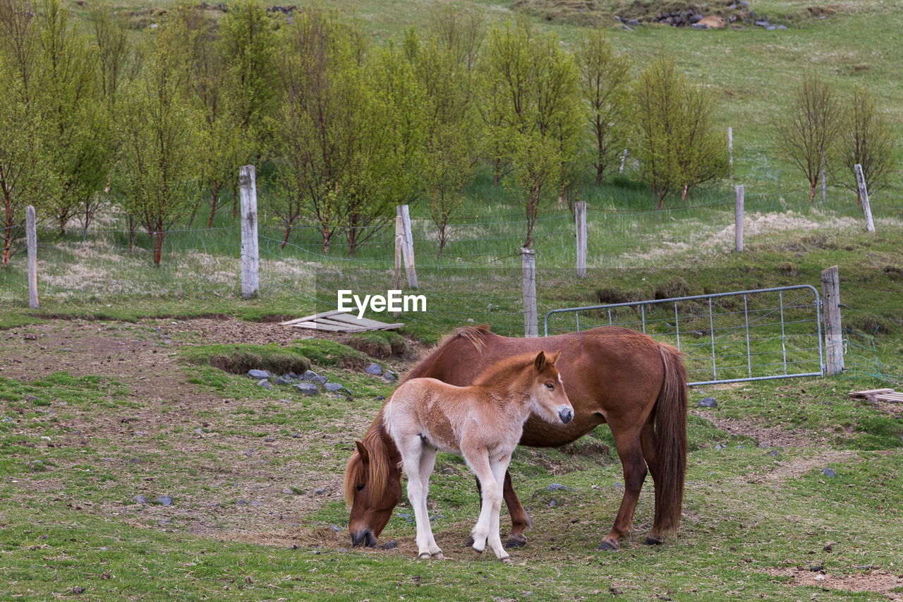 Beautiful light chestnut and cream foal head to tail with chestnut horse grazing in spring