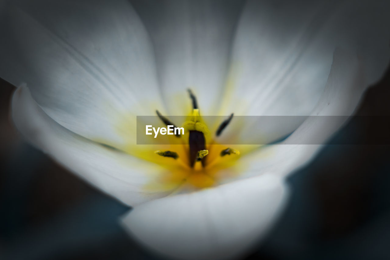 Close-up of white flower