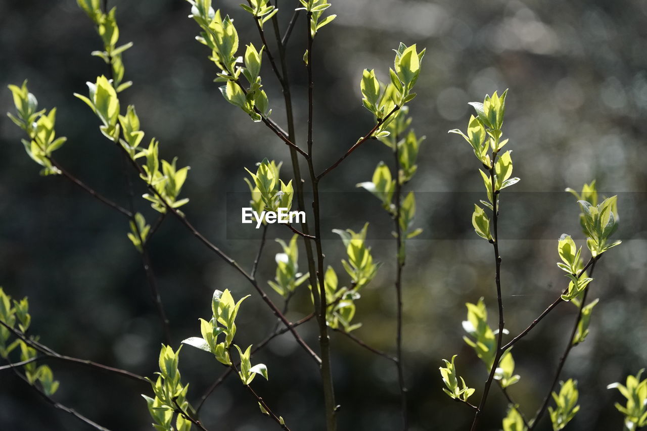 Close-up of plant leaves