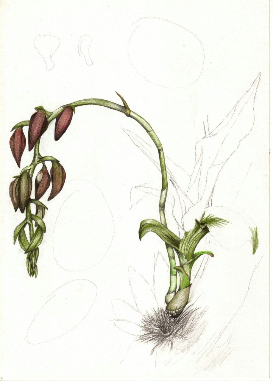 CLOSE-UP OF PLANT OVER WHITE BACKGROUND