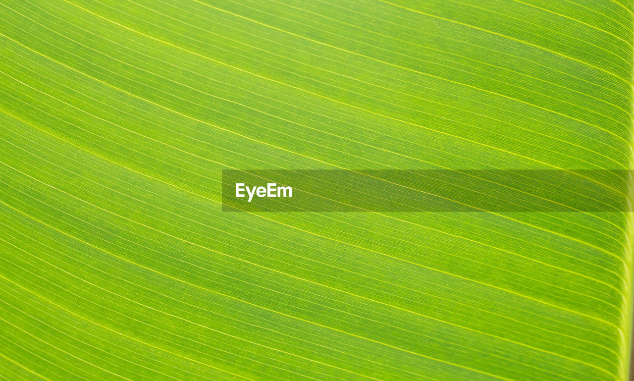 FULL FRAME SHOT OF PALM TREE