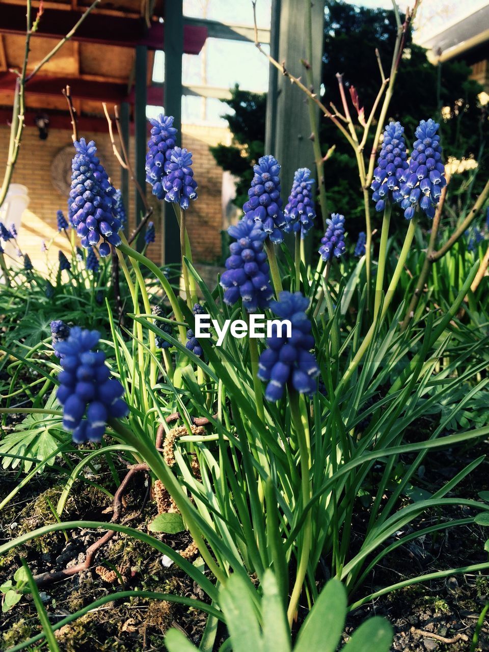 CLOSE-UP OF PURPLE FLOWERS BLOOMING ON FIELD