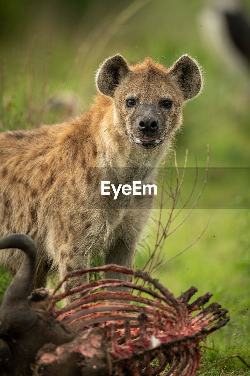 Spotted hyena stands over carcase eyeing camera