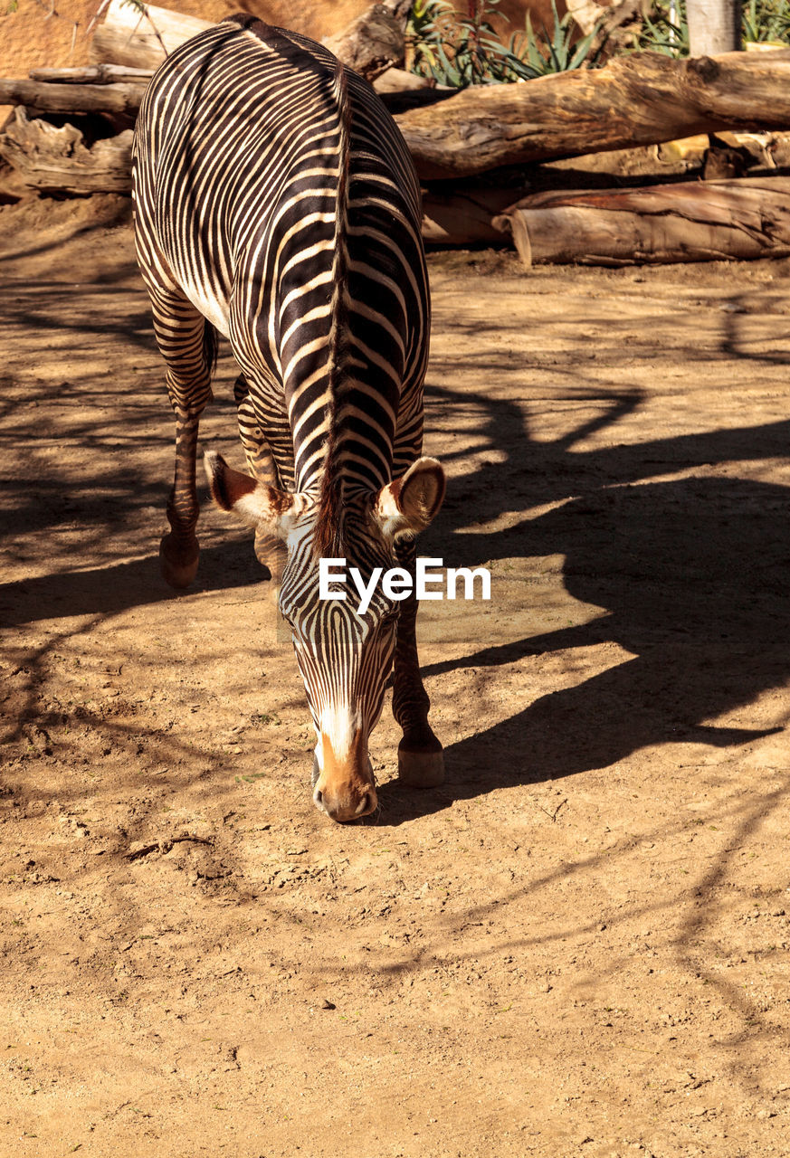 Zebra standing on ground at forest