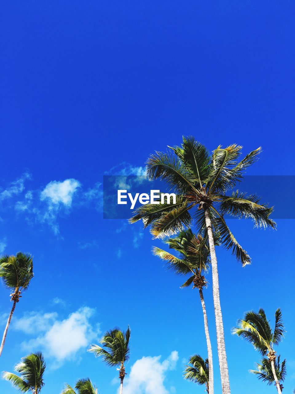 Low angle view of palm trees against blue sky on sunny day