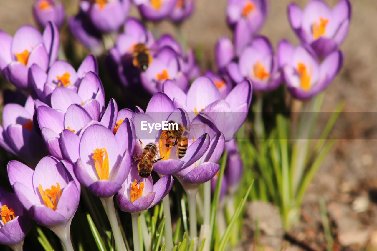 CLOSE-UP OF HONEY BEE ON PURPLE CROCUS