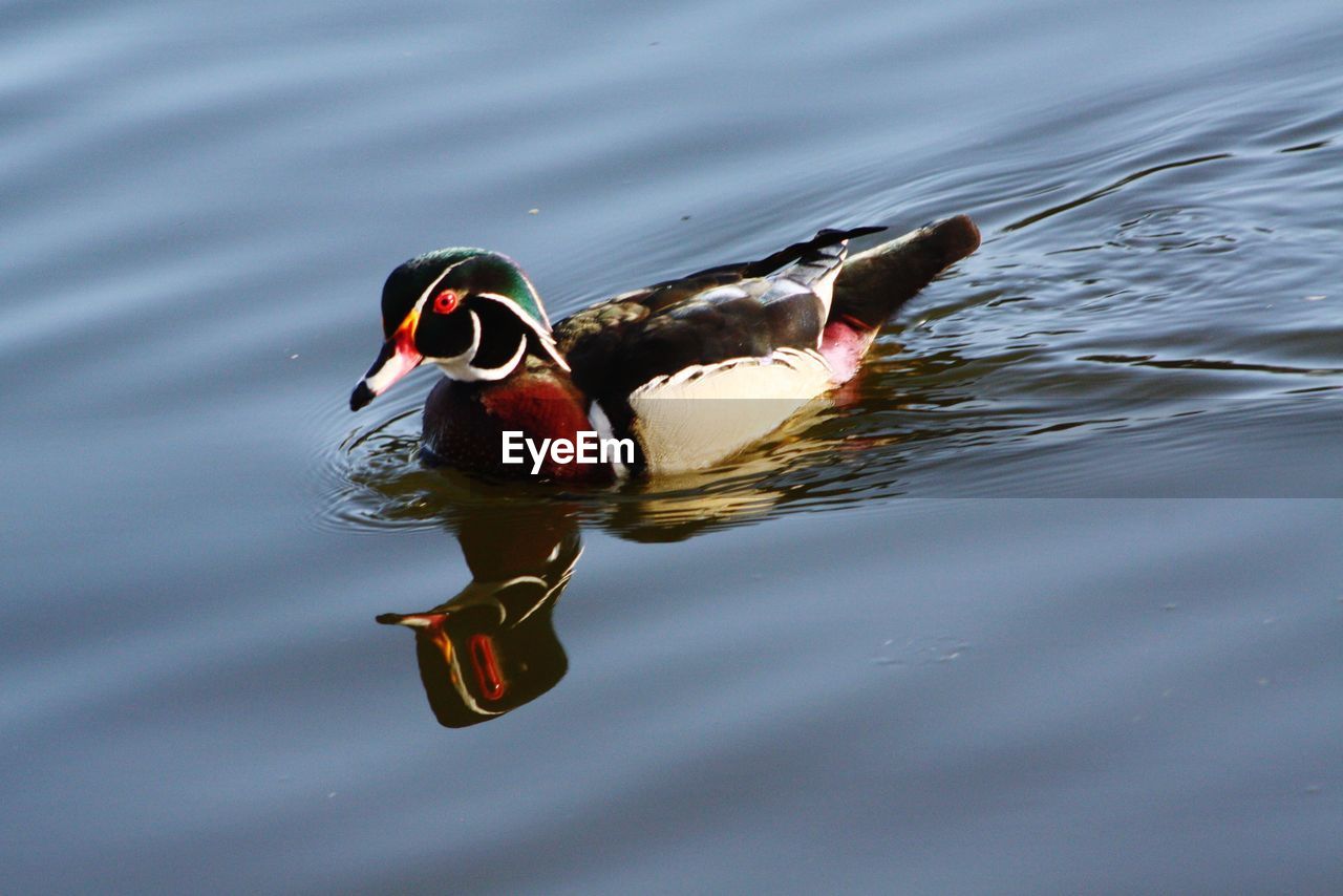 HIGH ANGLE VIEW OF A DUCK SWIMMING IN LAKE