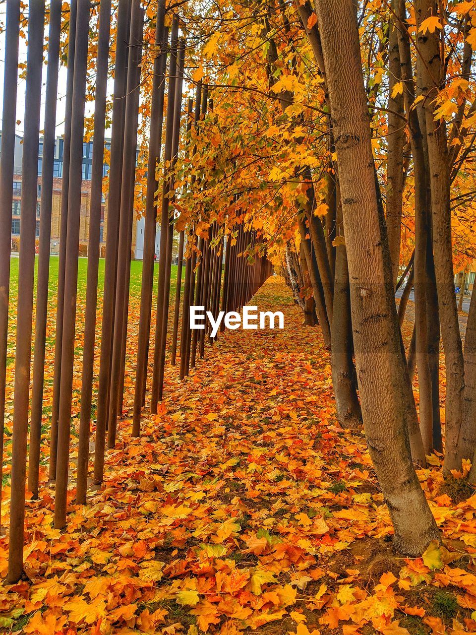 TREES AND PLANTS IN FOREST DURING AUTUMN LEAVES