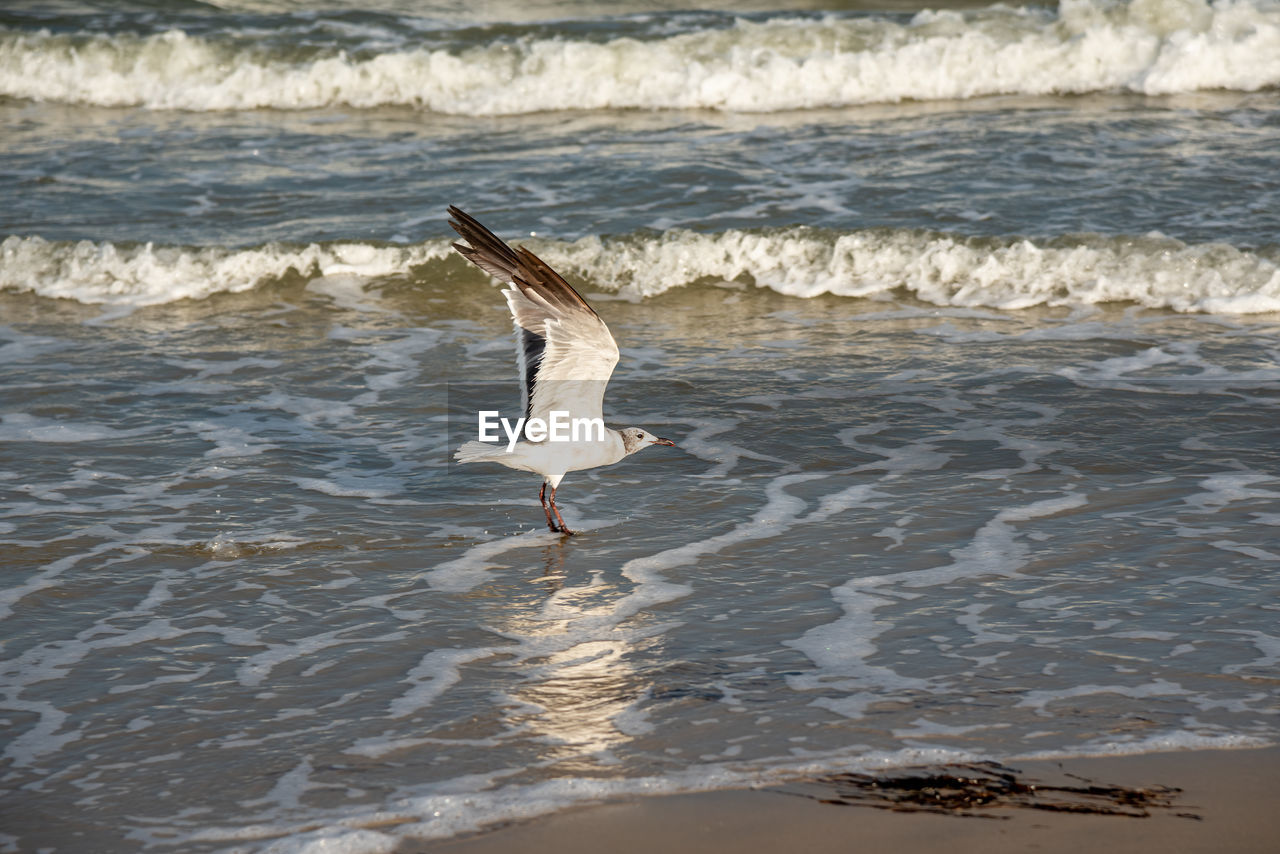 VIEW OF SEAGULL FLYING OVER SEA