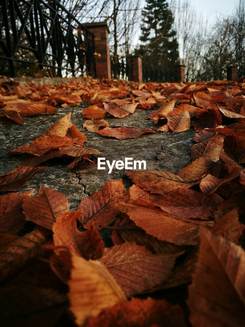 CLOSE-UP OF TREE TRUNK IN FOREST DURING AUTUMN