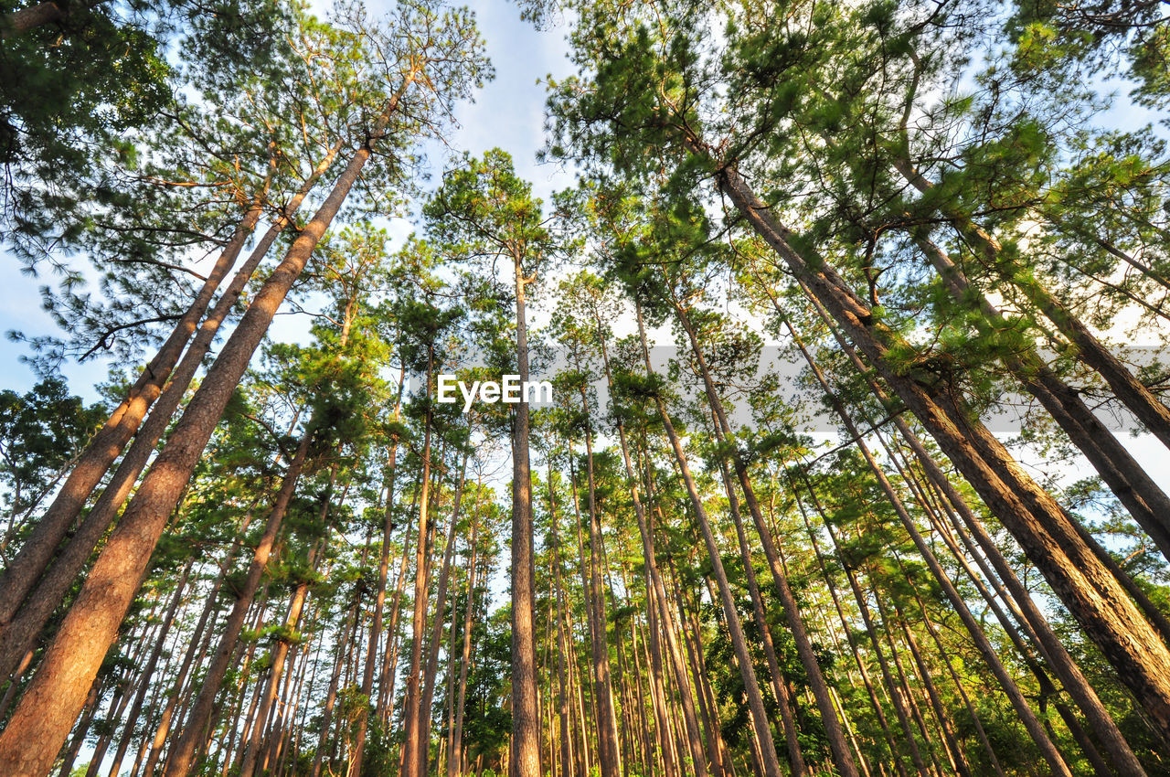 Low angle view of trees in forest against sky